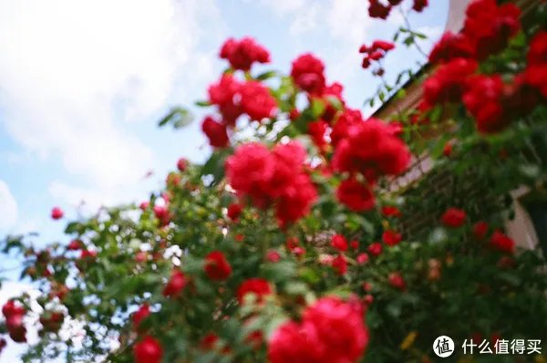 Contax G1 胶片相机:记录旅途的点点滴滴