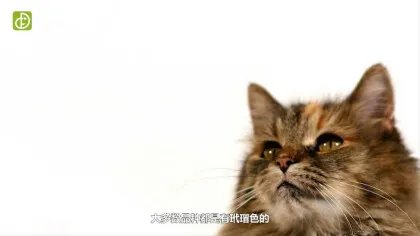 什么是玳瑁猫(图文)
