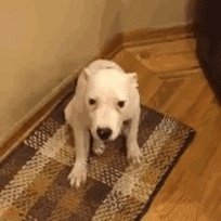 如何看待孕妇被导购员扇耳光，丈夫殴打导购员这件事？