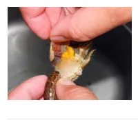 学做小龙虾，有不错的师傅吗