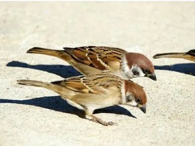 20个经典寓言故事？