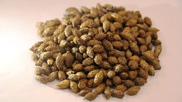 苍耳子的功效与作用有哪些