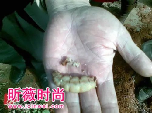 30年的蚁后竟长这样你一定没见过（组图）