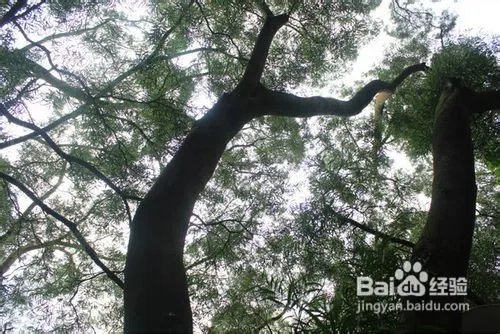 深圳仙湖植物园旅游攻略