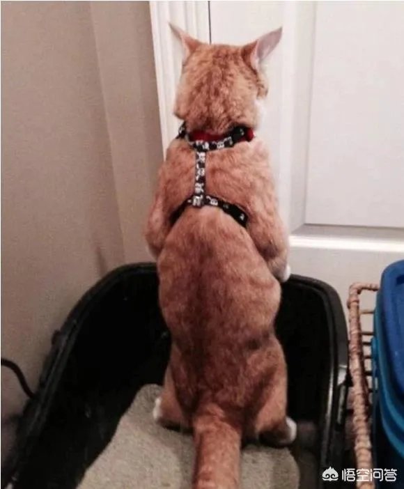 猫为什么可以站着？