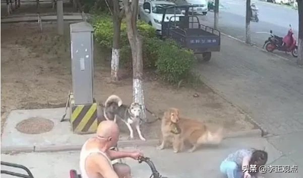 女子路边树上拴狗没让儿童靠近,老人骑车猛撞狗主人,你怎么看?