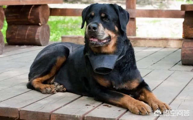 为什么罗威纳很少有人养？