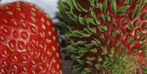 核辐射有多可怕?日本辐射后的蔬菜水果长什么样?