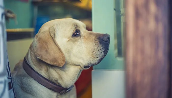 猎犬的品种有哪些 猎犬有哪些品种