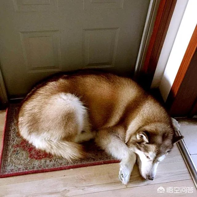 狗的寿命只有十几年,狗狗去世了会很痛苦,那么你还会养狗吗?