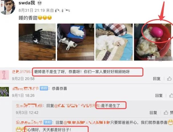 向太否认郭碧婷已生女,称向佐上周才获批赴台陪产,郭碧婷怀的真是女孩?