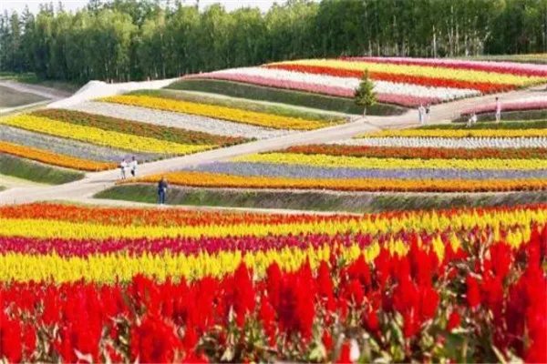 世界十大花海 最浪漫不过普罗旺斯薰衣草,一定要去