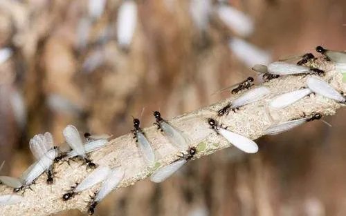 白蚁的害处和益处分别是什么？