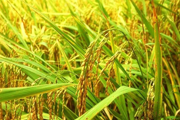 为什么封闭好的大米,仍然会长虫?米虫是怎么产生的?