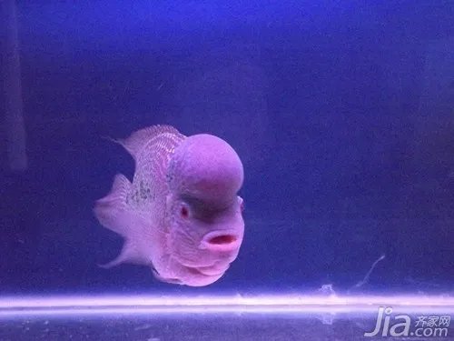 罗汉鱼怎么养 罗汉鱼饲养注意事项