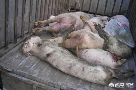 “得到有效控制”的非洲猪瘟，为何再次发生？