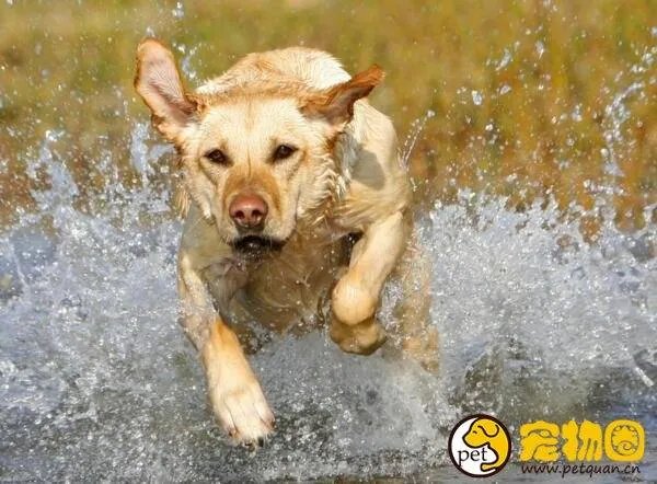 狗吃人事件是真是假，与主人关系越好越容易吃主人尸体