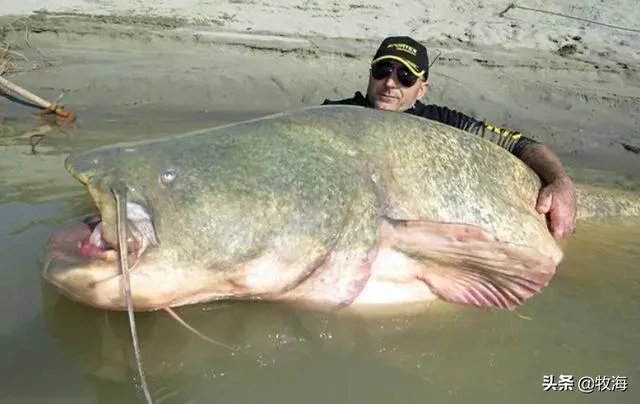 世界最大的鲶鱼都有哪些？