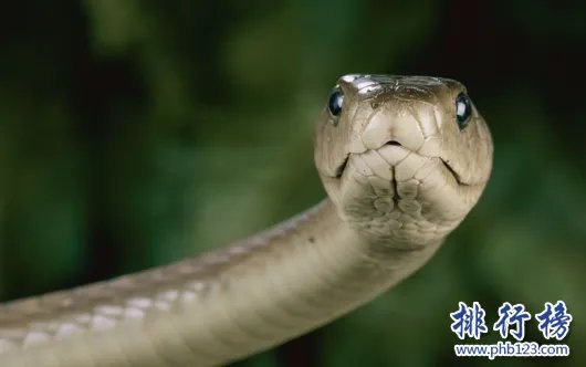 黑曼巴蛇VS眼镜王蛇,它们到底谁更厉害（两者不相上下）