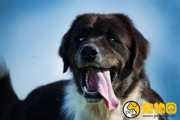 狗吃人事件是真是假，与主人关系越好越容易吃主人尸体