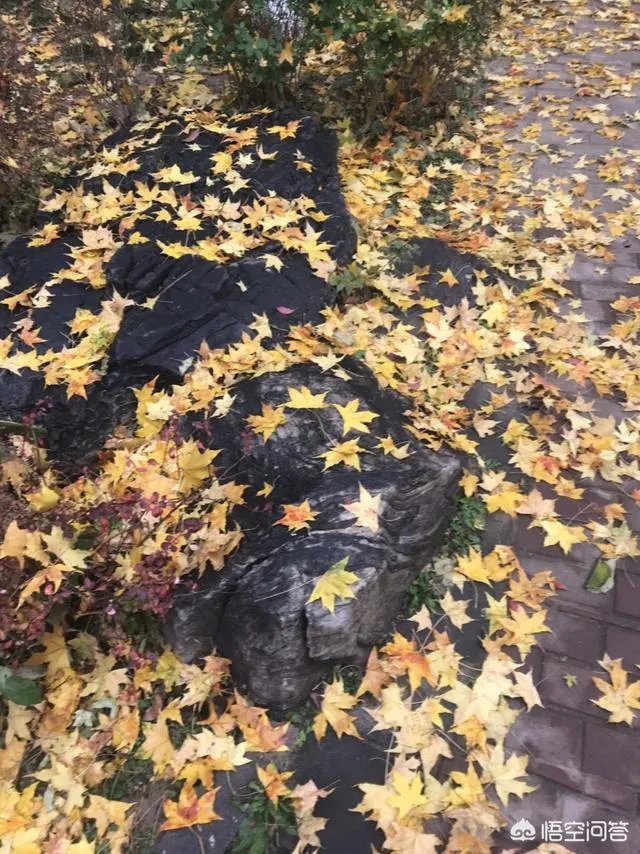 2018年美国试管婴儿医院排行榜？