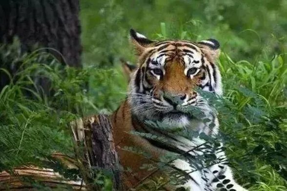 珲春东北虎夜间横穿马路还与人对视，野生老虎的杀伤力有多大？