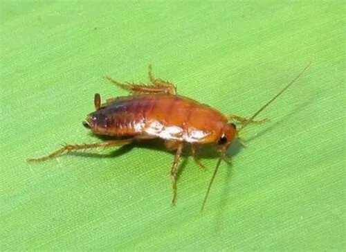 蟑螂会咬人吗  蟑螂咬人有毒吗