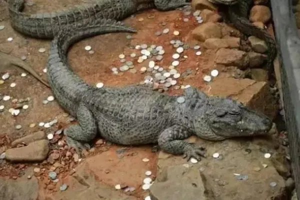 雷峰塔里游客丢出了钱山,游客为什么总喜欢在景区丢钱?