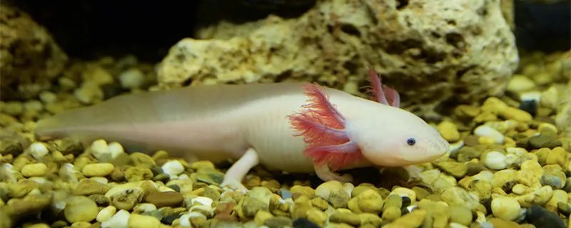 蝾螈吃什么 蝾螈吃什么食物