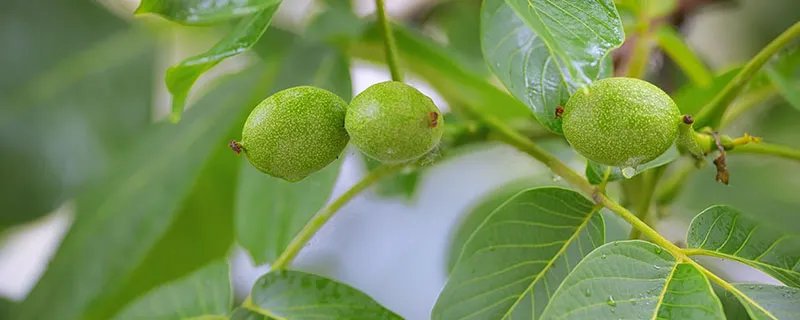 核桃的主要产地是哪里 核桃的主要产地