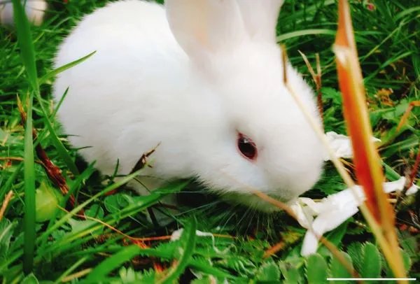 2011年是什么年 2011年的属什么生肖