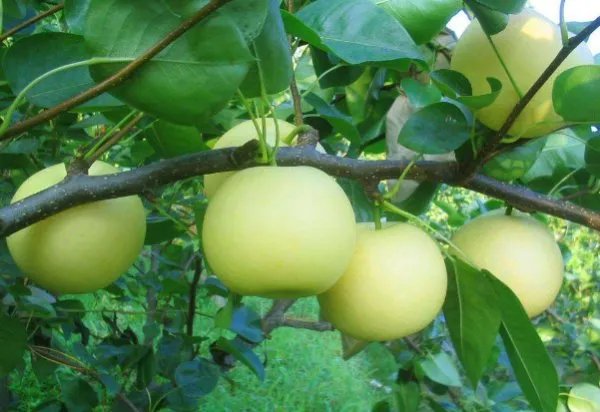 梨树病虫害防治