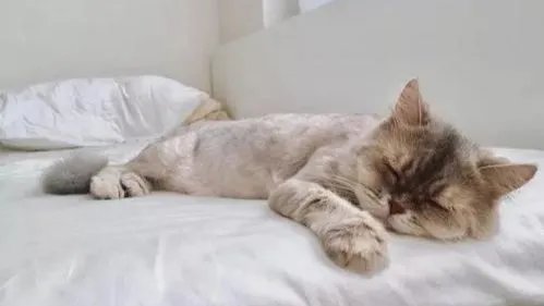 小朋友舞台表演节目时睡着，快速进入睡眠有什么技巧？