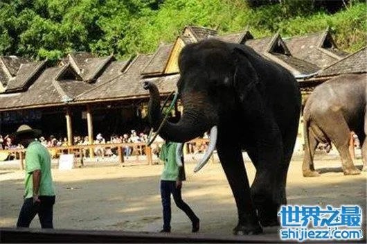 游客遭野象攻击，是去旅游还是去送命 