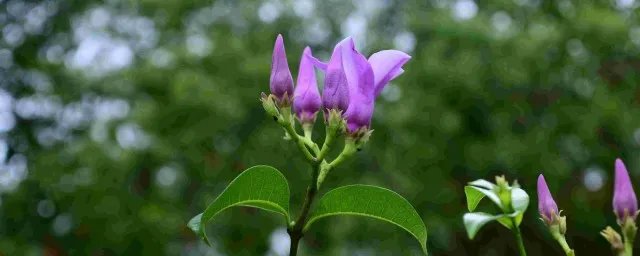 蓝桉的花语是什么意思