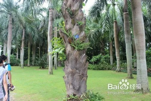 深圳仙湖植物园旅游攻略