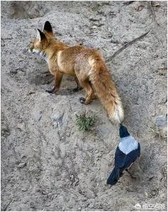 如何看待乌鸦拔熊猫毛搭窝？