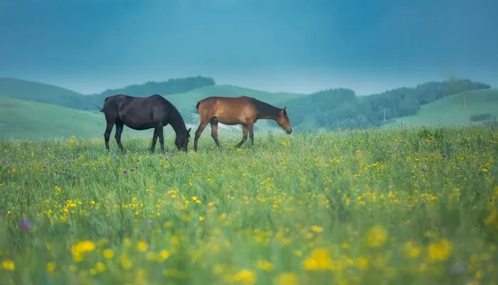 属马是哪一年出生的 属马是哪一年出生的年份