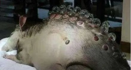 切尔诺贝利事故后是什么样子的 切尔诺贝利地区现在还有人在吗