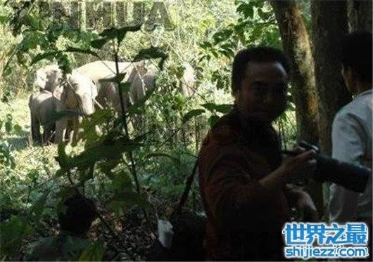 游客遭野象攻击，是去旅游还是去送命 
