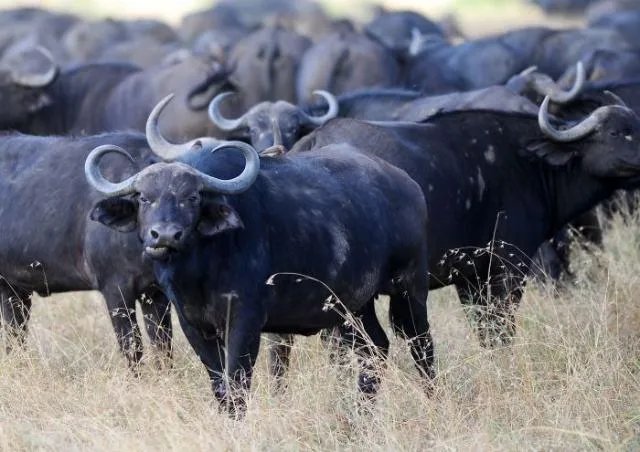 白肢野牛和非洲野牛哪个战斗力更强、牛角更有杀伤力?