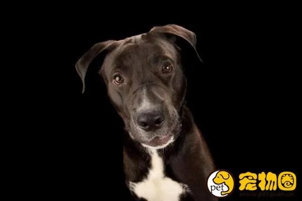 狗吃人事件是真是假，与主人关系越好越容易吃主人尸体