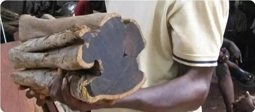 世界上最硬的10种木材你知道几种?