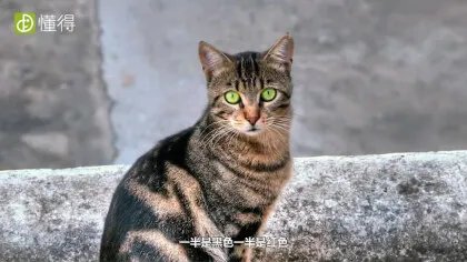 什么是玳瑁猫(图文)