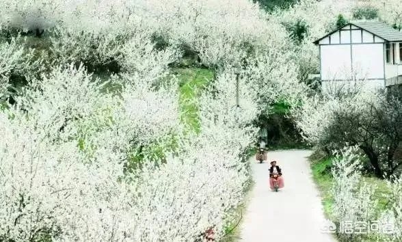 贵州毕节周边有哪些踏青赏花的地方？