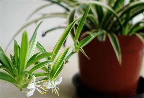 去除装修异味方法 四种去除装修异味的常见方法