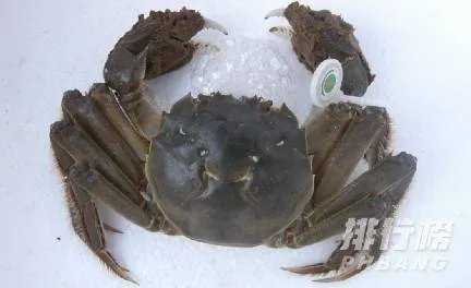 黄河口大闸蟹介绍_黄河口大闸蟹能放几天