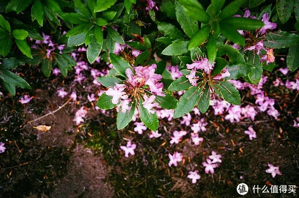 Contax G1 胶片相机:记录旅途的点点滴滴