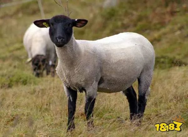 以下哪种动物的瞳孔是长方形的小鸡还是绵羊