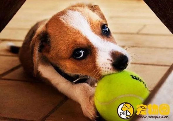 狗吃人事件是真是假，与主人关系越好越容易吃主人尸体